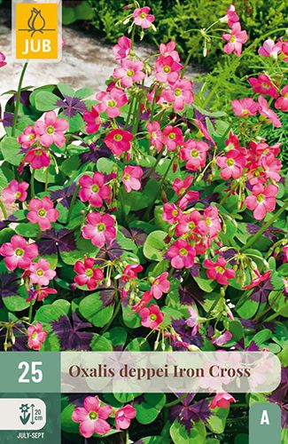 25 oxalis deppei 'iron cross'