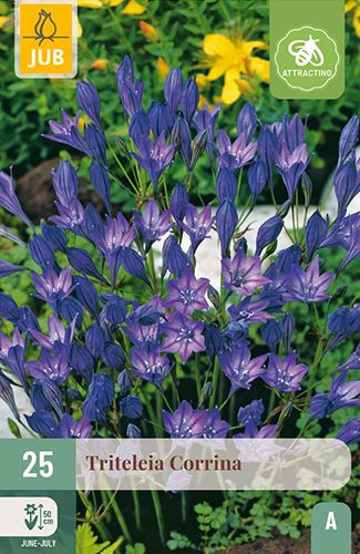 25 triteleia 'corrina'