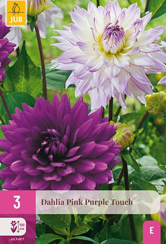 3 dahlias 'pink purple touch'
