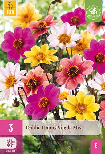 3 dahlias 'happy single mix'