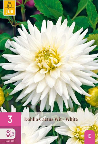 3 dahlias 'cactus wit'