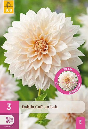 3 dahlias 'café au lait'