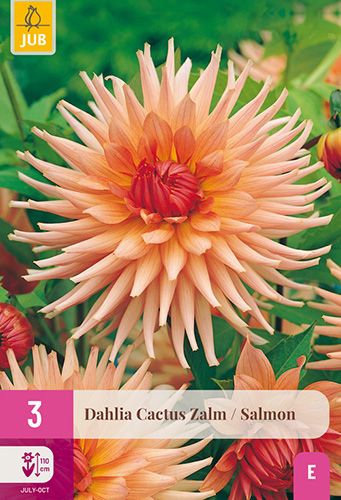 3 dahlias 'cactus zalm'