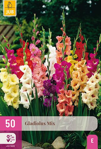 Mélange de 50 glaïeuls à grandes fleurs
