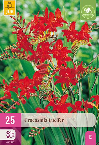 25 crocosmia 'lucifer'