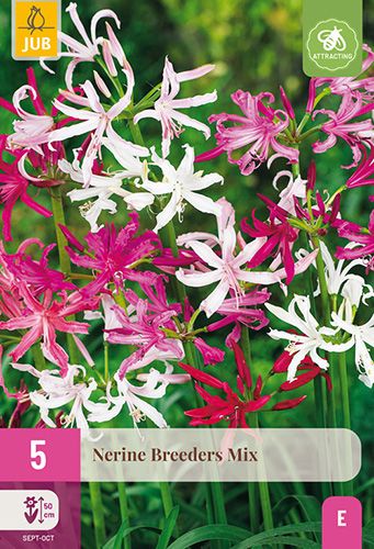 5 nerine breeders mix