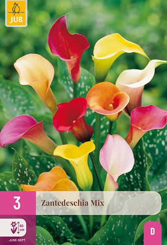 3 zantedeschia mix (calla's)