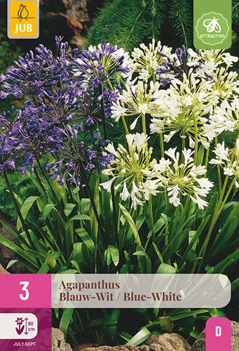 3 agapanthes bleu et blanc