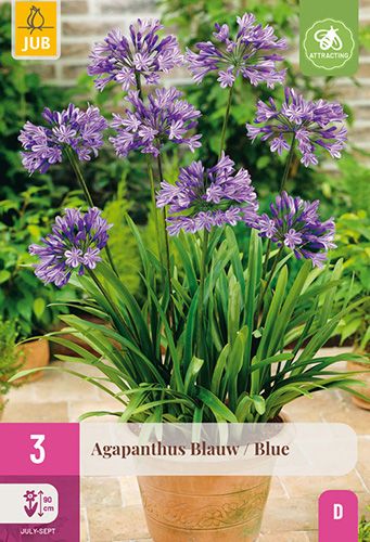 3 agapanthes bleues