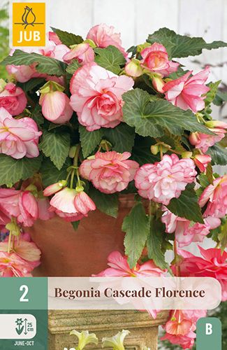 2 begonias cascade 'florence'