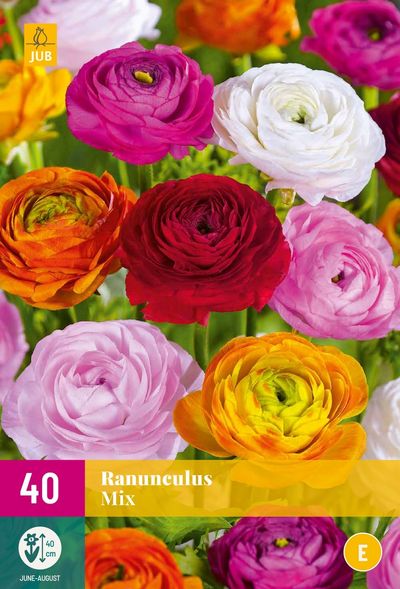 Ranunculus mix 5/6 40 stuks