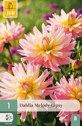 1 dahlia 'melody gipsy'