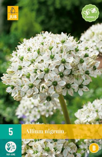 5 allium nigrum