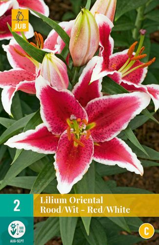 2 bloembollen lilium oriental rood-wit