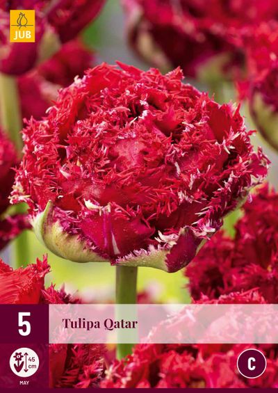 5 bloembollen Tulipa Qatar