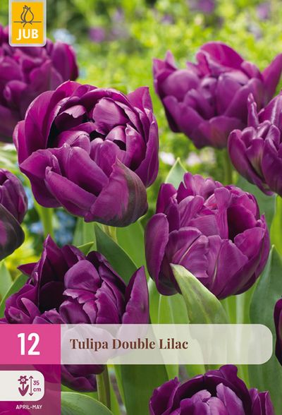 12 tulipa double lilac