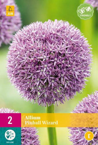 2 allium pinball wizard