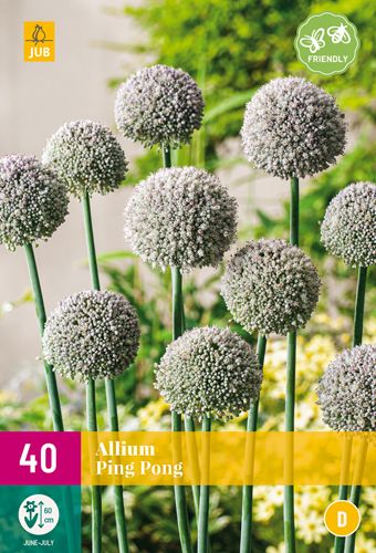 40 allium ping pong
