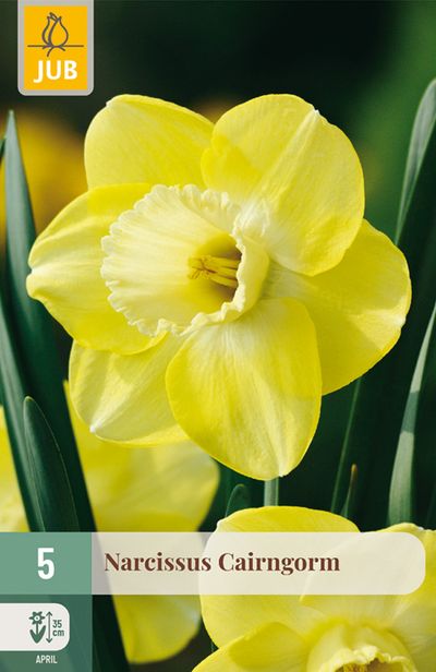 5 narcissus cairngorm