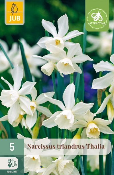 5 narcissus triandrus thalia