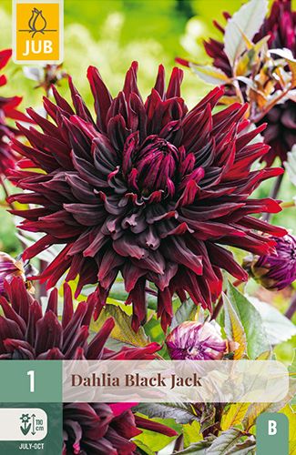 1 dahlia 'black jack'