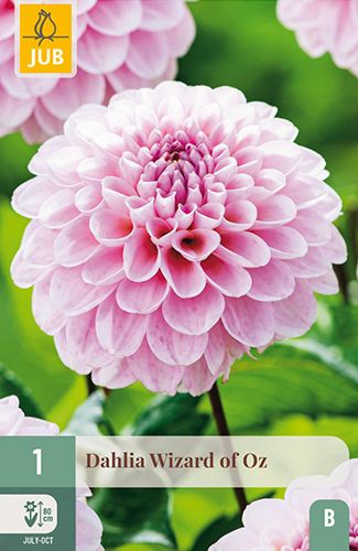 1 dahlia 'wizard of oz'