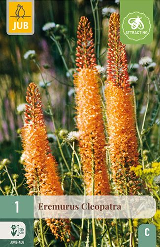 1 eremurus cleopatra