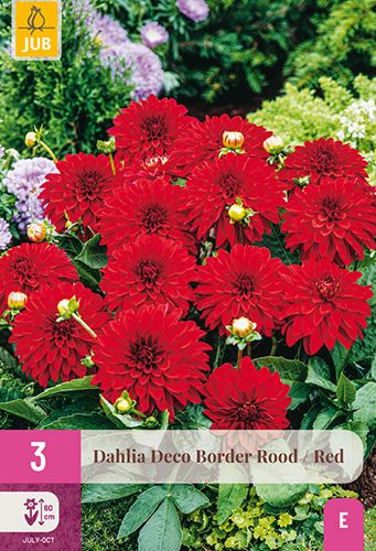 3 dahlias 'deco border rood'