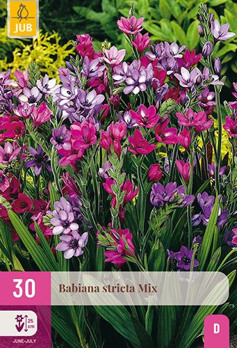 30 babiana 'stricta mix'