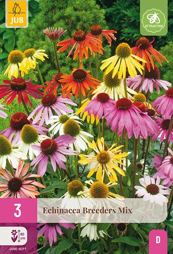 3 echinacea 'breeders mix'