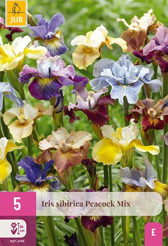 5 iris sibirica 'peacock mix'