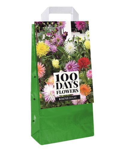 Draagtas met 5 bloembollen dahlia cactus mix