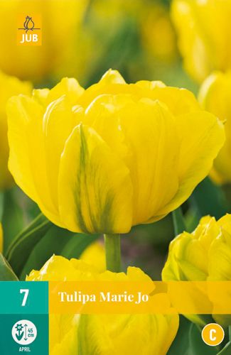 7 bloembollen tulipa marie jo