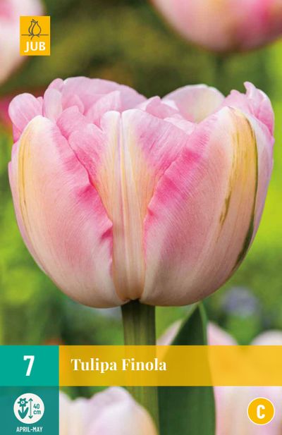 7 bulbes à fleurs tulipe finola