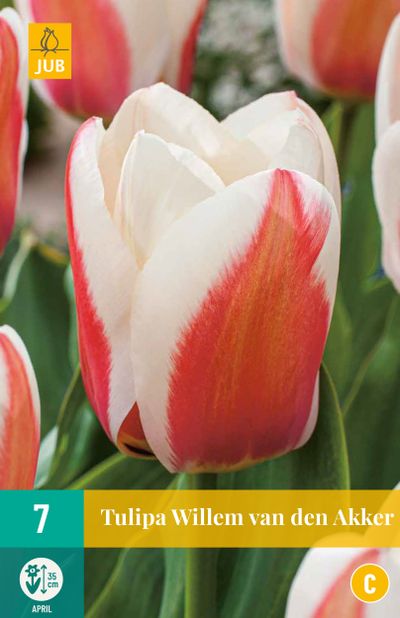 7 bulbes à fleurs tulipe willem van den akker