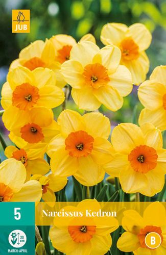 5 narcisses kedron