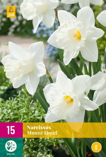 15 narcisses mount hood