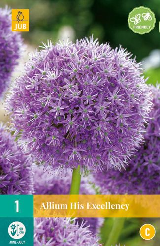 1 bloembol allium his excellency