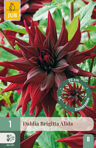 1 dahlia 'brigitta alida'