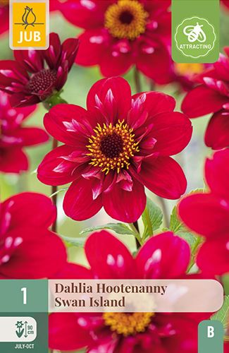 1 dahlia 'hootenanny - swan island'