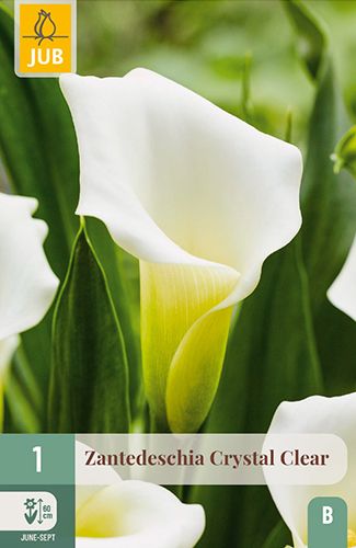 1 zantedeschia (calla) 'crystal clear'