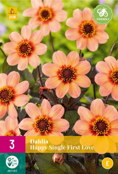 3 bloembollen dahlia happy single first love