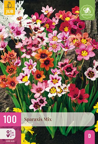 100 sparaxis mix