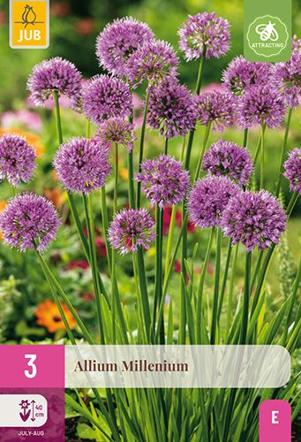 3 allium millenium