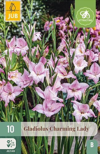 10 glaïeuls à petites fleurs 'charming lady'