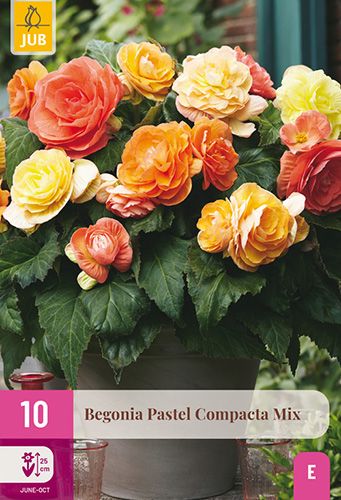 10 begonia 'pastel compacta mix'
