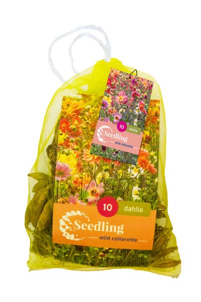 10 zaden dahlia collarette