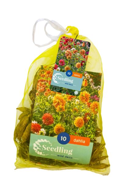 10 zaden dahlia decoratief