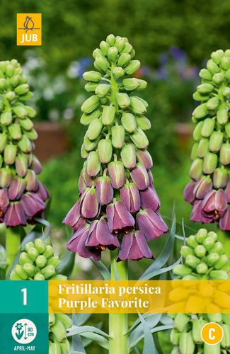 1 fritillaria persica purple favorite