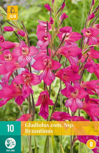 10 gladiolus comm.ssp. byzantinus